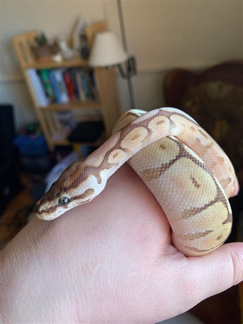 First Ball Python I’ve ever seen with green eyes 💚 : r/snakes