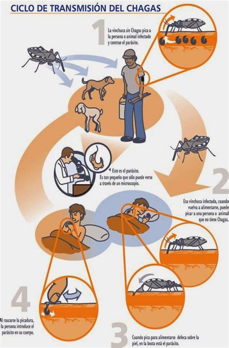 Enfermedades Bacterianas Parasitarias Y Virales Enfermedades Parasitarias