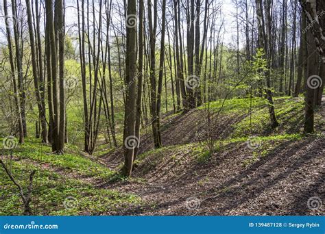 A Small Ravine In The Spring Forest Stock Photo Image Of Small Shade