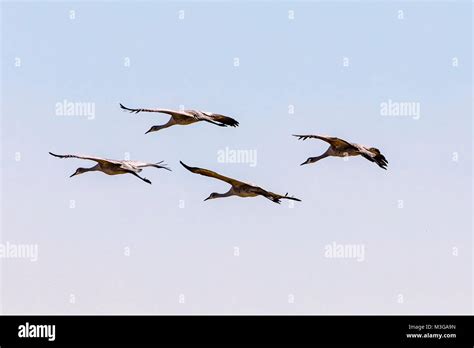 At The Merced National Wildlife Refuge In The Central Valley Of