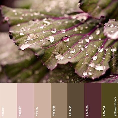 A Close Up Of A Leaf With Drops Of Water On It S Leaves And Color Swatches