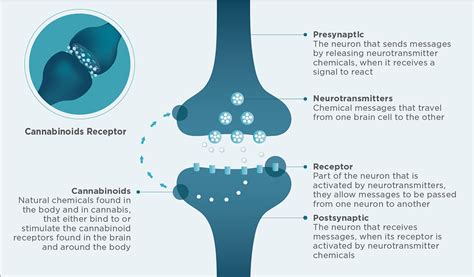 The Endocannabinoid System And Phytocannabinoids Today S Veterinary