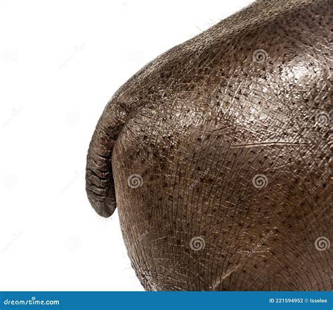 Close-up of Young Hippo Tail, 3 Months Old Stock Photo - Image of ...