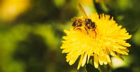 Honey Bee Covered With Yellow Pollen Collecting Nectar From Dandelion