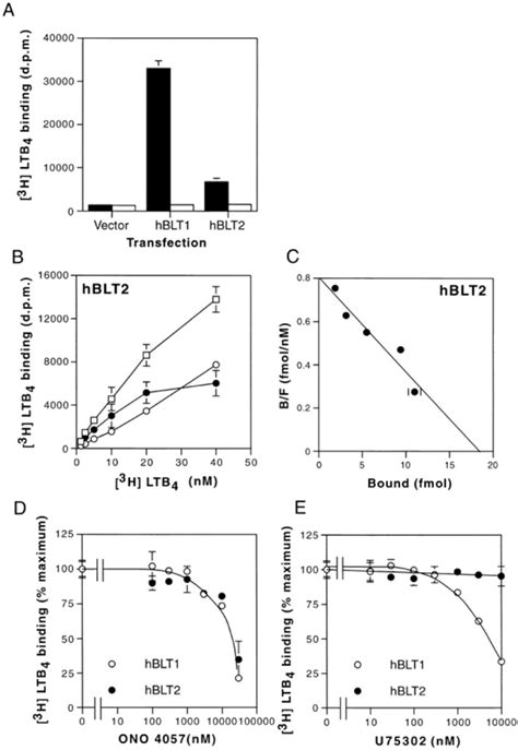 Binding Of ³hltb4 To The Membrane Fractions Of Hek 293 Cells