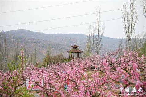 “学习强国”直播秦安桃园美景图 天水在线