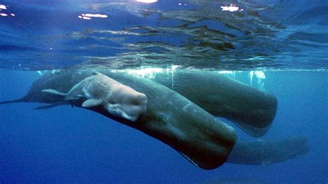 Sperm whale found dead with 220 pounds of trash in its stomach | CTV News