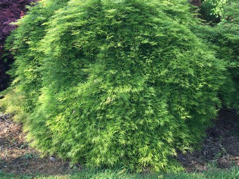 Flavescens Dissectum Japanese Maple Raraflora