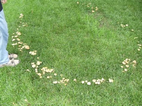 The Box House Fairy Ring In The Garden A Mushroom Circle Appears In