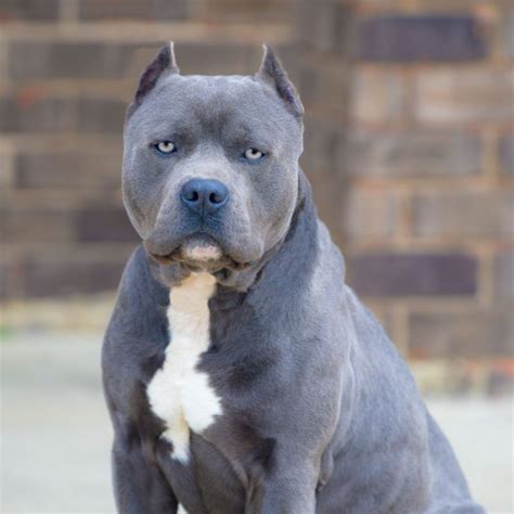 Razor Edge Bully Pitbulls