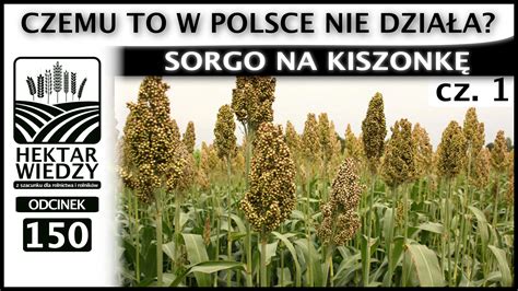 Sorgo Na Kiszonk Czemu To W Polsce Nie Dzia A Cz Odcinek