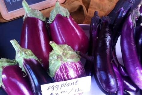 7 Amazing Eggplant Varieties to Try This Year!