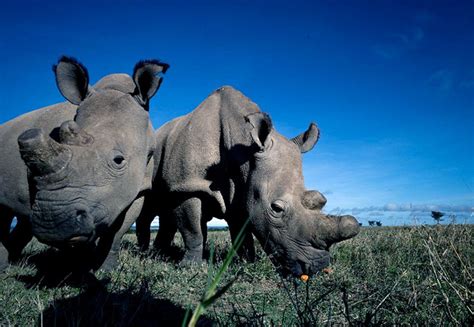 With Only 3 Northern White Rhinos Left In The World Scientists Are