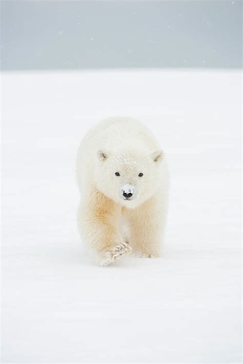 Polar Bear Ursus Maritimus Curious Photograph By Steven Kazlowski