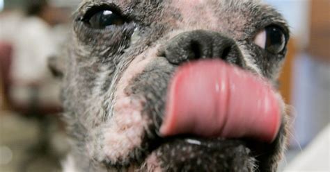 Animal Cruelty Sentencing Reasons For Optimism Huffpost Uk News