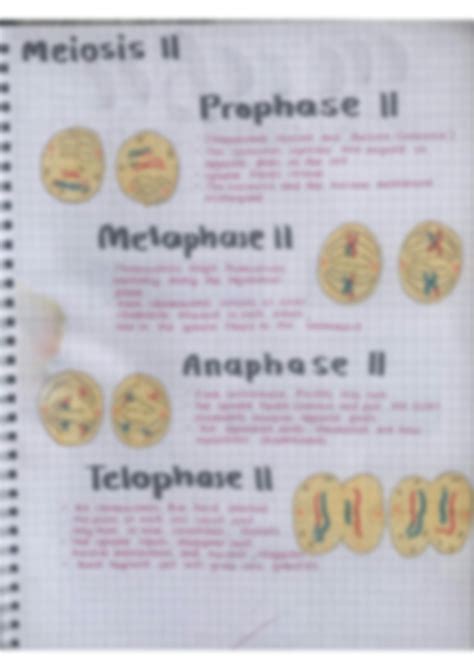 Solution Meiosis I And Miosis Easy Handmade Notes Studypool