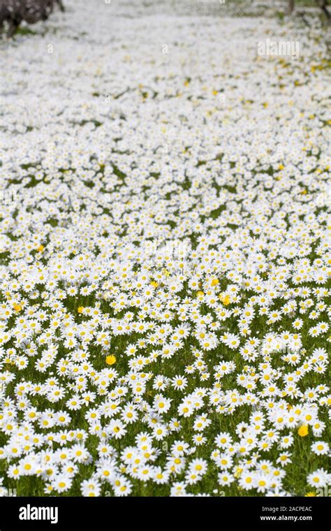 field of white daisy flowers Stock Photo - Alamy