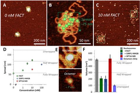 Nucleosome Unwinding From AFM Imaging A Nucleosome Arrays Imaged