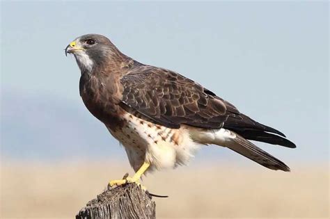 14 Species Of Hawks In Texas With Pictures Bird Feeder Hub