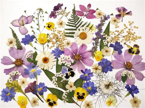 Edible Flowers For Cake Decoration Pressed Flowers For Wedding Cakes Edible Pressed Flowers