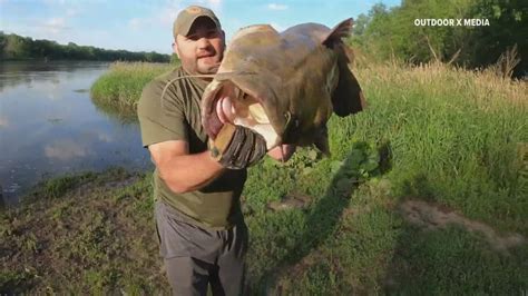 Flathead catfish: Man reels in 71-pound 'river monster' Saturday ...