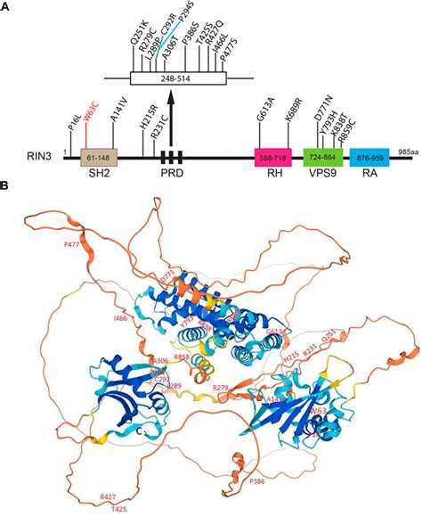 Frontiers Ras And Rab Interactor 3 From Cellular Mechanisms To Human