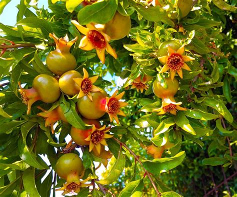 How To Grow Pomegranates Expert Tips On This Superfruit Homes And Gardens