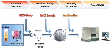 外泌体的定量检测 南京福麦斯生物技术有限公司