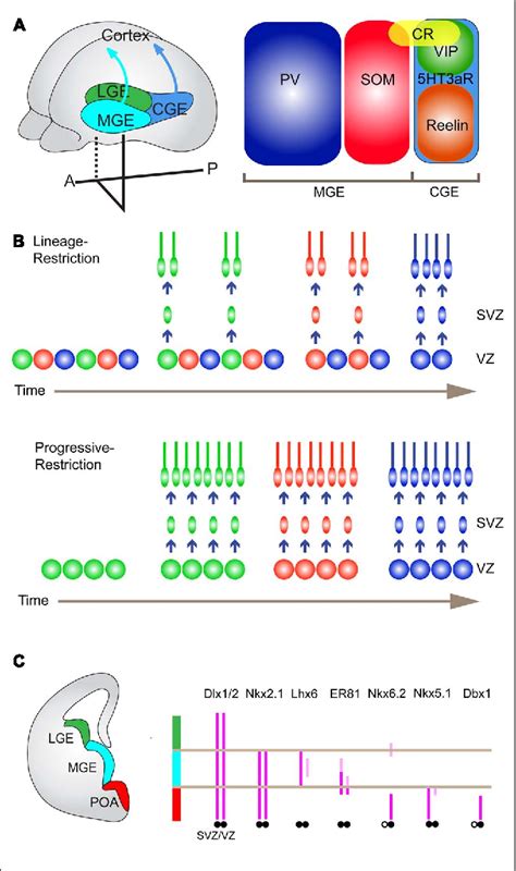 Figure From Genetic Dissection Of Gabaergic Neural Circuits In Mouse