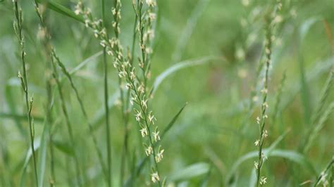 Tall Fescue Grass Seed Head