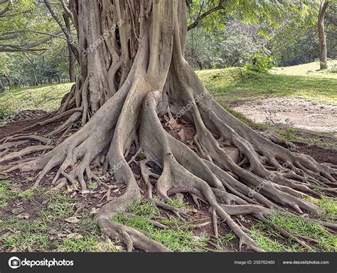 Strangler Figs