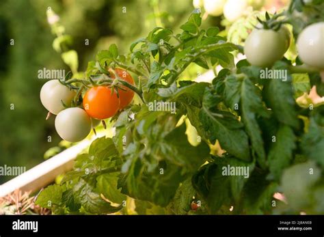 Plant Husky Cherry Red Tomatoes for Sweet, Juicy Fruits All Summer Long | Tips on Care & Placement