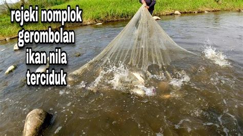 Ngak Nyangka Jala Ikan Di Sungai Kecil Panen Ikan Nila Babon Babon