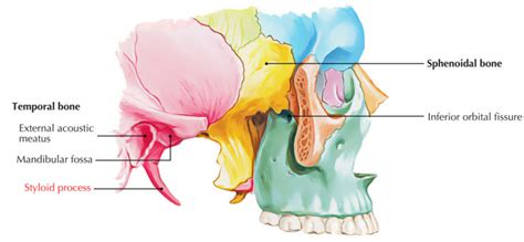 Styloid Process of Temporal Bone – Earth's Lab