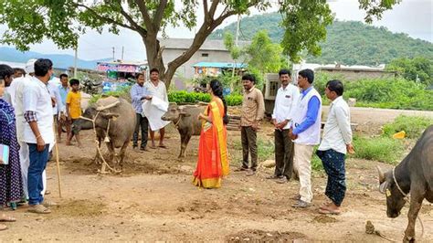 Alert Sounded After Cases Of Lumpy Skin Disease Emerge Among Vaccinated Cattle In Rayalaseema Of