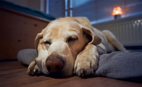 Mi perro llora cuando duerme por qué