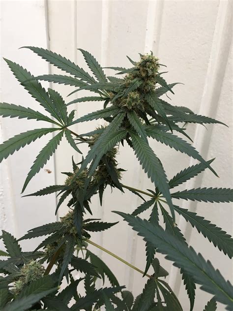 Seedsman White Widow Seedsman White Widow Auto Grow Journal Week13 By Cannasim Growdiaries