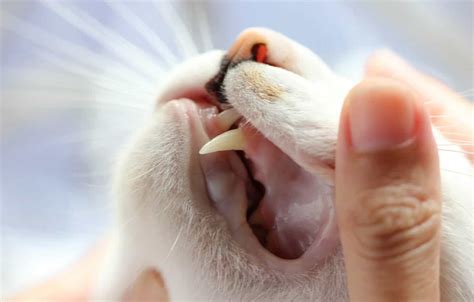 How Many Teeth Do Cats Have