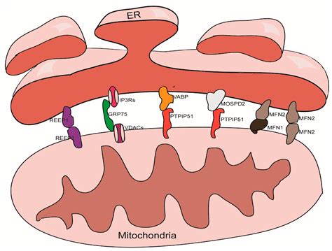 Cells Free Full Text The Mams Structure And Its Role In Cell Death