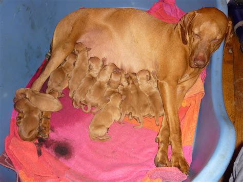 Pedigree Hungarian Vizsla Puppies, Limousin, France: The Hungarian ...