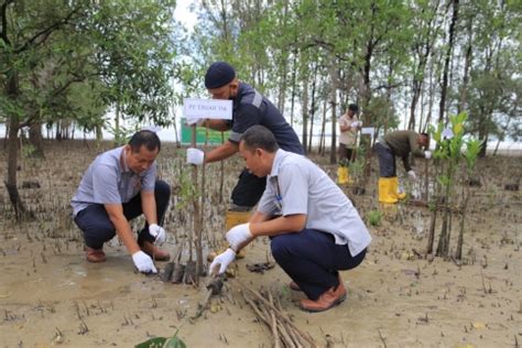 Jaga Ekosistem Dan Abrasi Pt Timah Tbk Tanam Belasan Ribu Mangrove Di