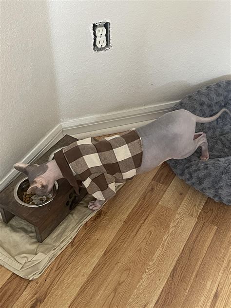 Why is my cat always so hungry 😭 : r/sphynx