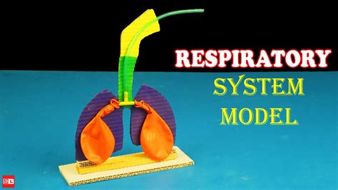 School Science Projects Respiratory System Model Lungs Model With Balloon Youtube