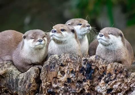 4 Things to Know About River Otters in Smoky Mountains National Park