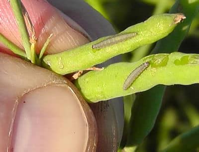 Diamondback moth larvae — Thresholds | Canola Watch – Free, Unbiased ...