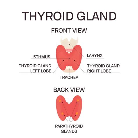 Human Thyroid Gland Diagram Stock Vector Image By Naumas 114730584