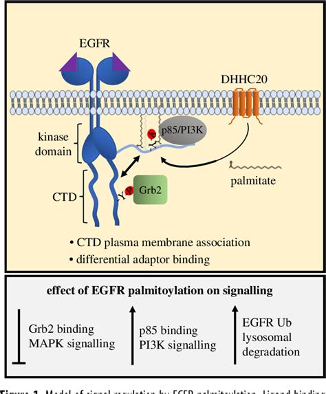 Figure 1 From Regulation Of Egfr Signalling By Palmitoylation And Its