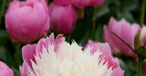 Paeonia Bowl Of Beauty