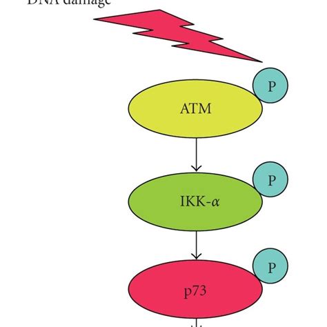 Dominant Negative Effect Of Mutant P On Wild Type P In Response To