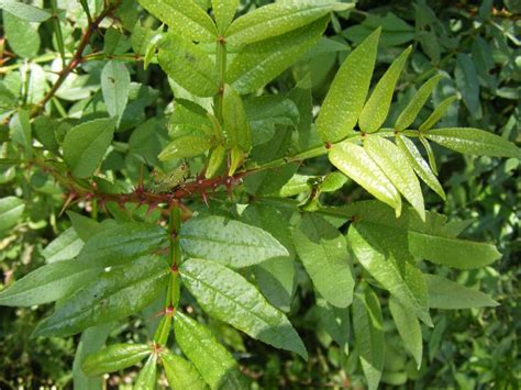 Zanthoxylum bungeanum - Giardini Caneva